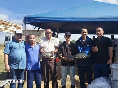 Một loài cá của Việt Nam từng tạo "kỳ tích" ở Cuba, được Mỹ tăng mua 499%