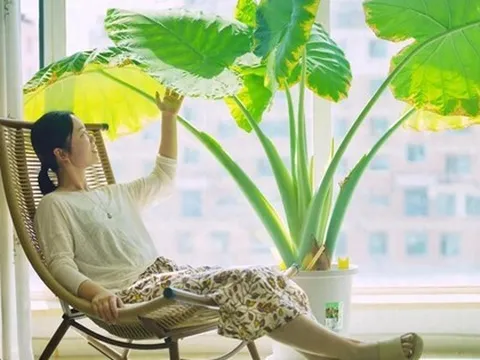 Cây trong phòng khách không phải nhiều là tốt: 3 loại nên trồng - 2 loại người xưa tránh xa