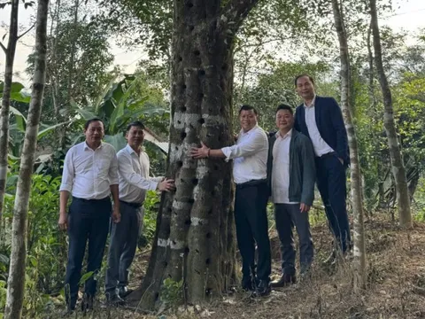 Từ gỗ rừng vô danh thành “vàng xanh” trăm tỷ