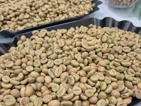 Giá cà phê hôm nay 20-2: Lại giảm bất ngờ