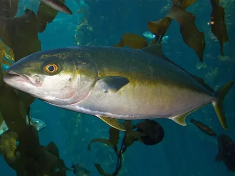 Việt Nam lần đầu cho sinh sản nhân tạo loài cá triệu đồng/kg, Trung Quốc – Nhật Bản vẫn đang nghiên cứu