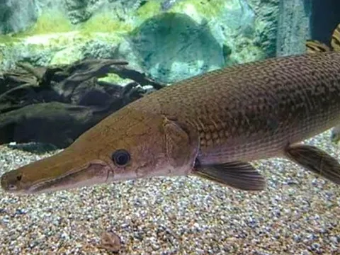 13 người ngộ độc do ăn trứng cá rồng là không chính xác