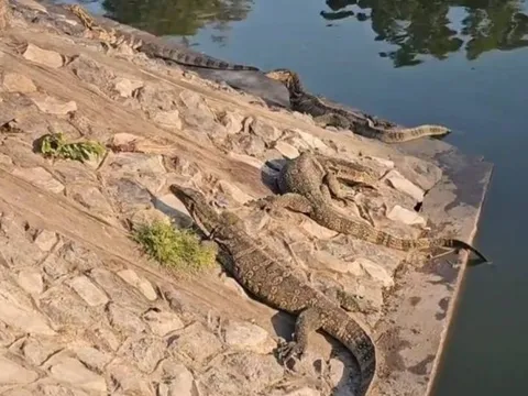 Gần 300 "quái thú" cỡ lớn tràn ra khu chợ đông đúc, người dân thấp thỏm vì chúng ngày càng dạn