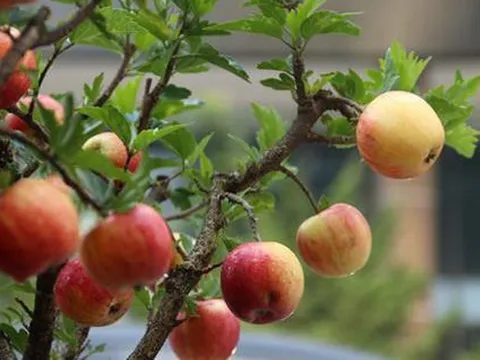 3 loại cây chiêu tài lộc, giải độc gan nên trồng trong nhà