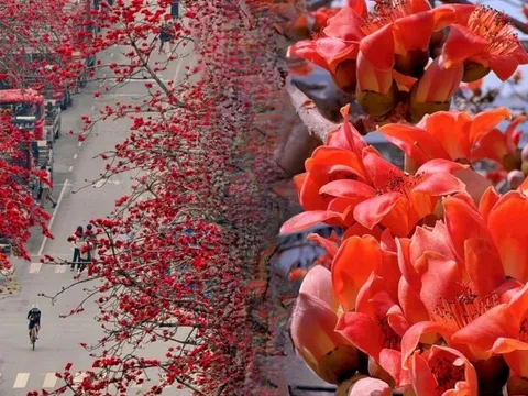 Vì sao hoa gạo thắp lửa đỏ rực cả góc trời nhưng người xưa dặn tuyệt đối không trồng sát nhà hay cắm làm cảnh?