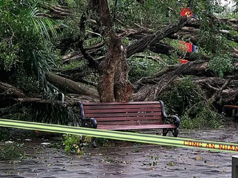 Cây si cổ thụ bất ngờ đổ, 2 người bị thương