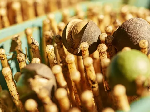 "Nữ hoàng các loại hạt" đắt đỏ bậc nhất thế giới, ví như vàng nâu: Việt Nam có hẳn 1 thủ phủ chuyên trồng