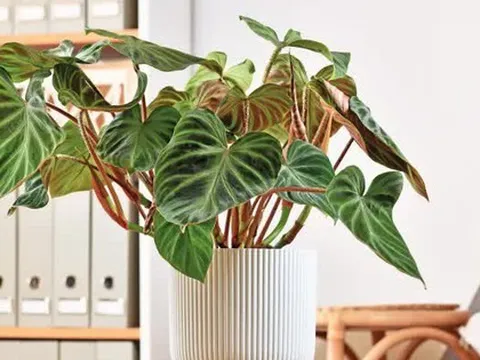 5 loại cây giúp cải thiện tâm trạng, làm bừng sáng không gian sống: Rất nên trồng trong nhà dịp đầu năm