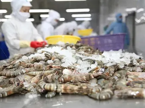 Thuế giảm, tôm Việt tăng tốc vào thị trường Mỹ