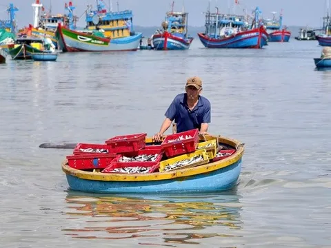 Rộn ràng mùa cá nục ở Quảng Ngãi