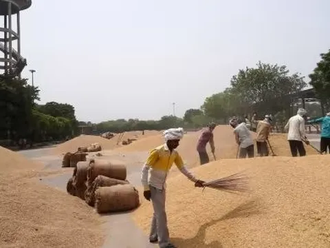 Đối thủ gạo lớn nhất của Việt Nam đón cú sốc đầu năm