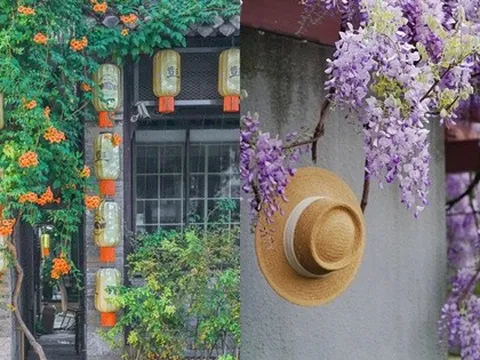 Đừng dại trồng 8 loại cây này trong nhà và sân vườn: Đẹp trước mắt, “đau ví” về sau