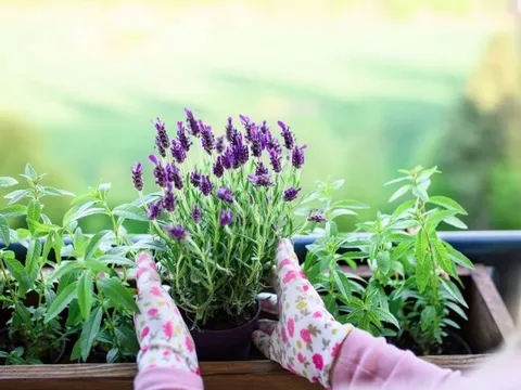 4 loại cây đẹp "hút hồn" nên được trồng ngay bây giờ