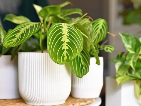 9 loại cây trồng trong nhà được ưa chuộng nhất năm 2026