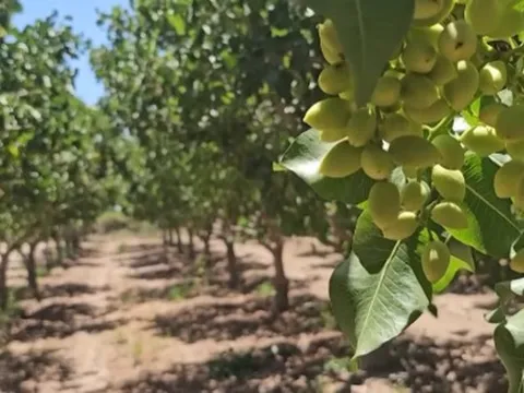 Đắt hơn sầu riêng, một loại nông sản của Việt Nam bất ngờ xuất khẩu bùng nổ ngay đầu năm