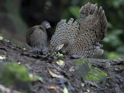 "Báu vật sống" ở khu rừng lớn nhất Nghệ An: Quý như vàng, đẹp như chim công