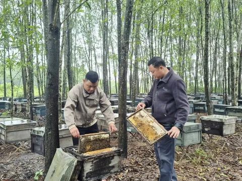 Ít ai ngờ sản vật quen thuộc của nông dân Việt lại xuất khẩu sang Mỹ, châu Âu với doanh thu gần 20 tỷ/năm
