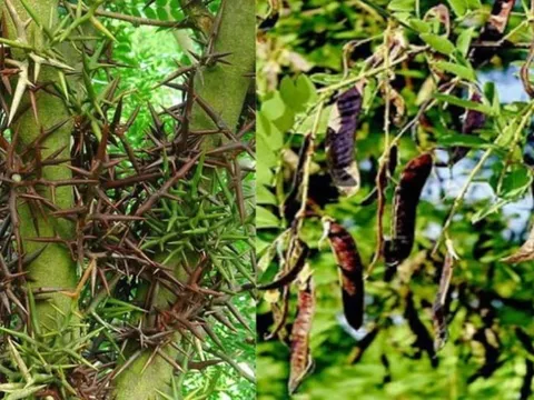 4 loại cây không nên trồng trước nhà, vừa ảnh hưởng phong thủy lại dễ gây họa cho gia chủ