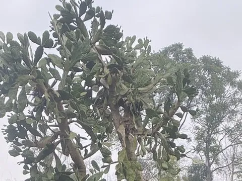 Hình dạng cây xương rồng sống 4 thập kỷ khiến 1 triệu người tò mò