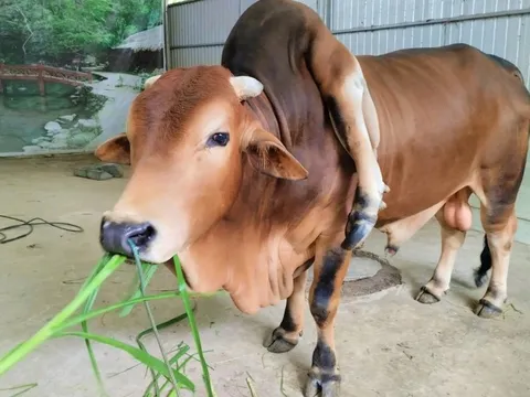 Chú bò đắt giá bậc nhất Việt Nam được trả 5 tỷ đồng mà chủ nhân không bán: Sở hữu điều rất đặc biệt