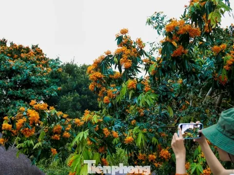 Hoa rì đua nở, nhuộm vàng suối rừng Đà Nẵng