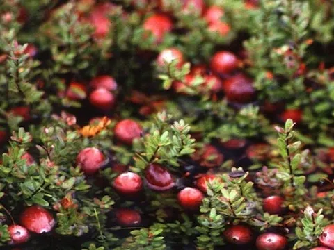 Ung thư rất “sợ” loại quả này, giàu chất chống oxy hóa mạnh mẽ: Nhiều người Việt biết mà chưa hay ăn