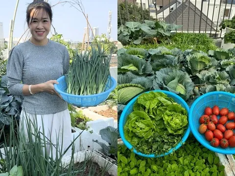 Mẹ đảm Hà Nội biến sân thượng tầng 5 thành "ốc đảo" rau trái xanh mướt