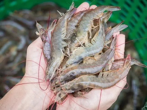 Cao thủ ẩm thực chỉ cách chọn tôm tươi: Chỉ cần nhìn màu và đuôi là biết