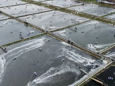 Không phải sầu riêng, Việt Nam vừa đón tin vui trăm triệu USD từ Trung Quốc và Nhật Bản