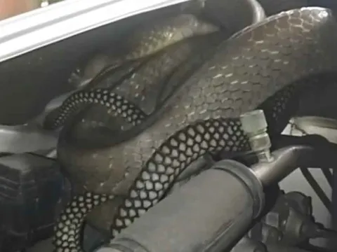 Nghe tiếng động bất thường dưới nắp xe, người đàn ông mở ra rồi kinh hoàng phát hiện 'bóng đen' dài 3 mét