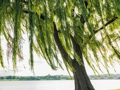 3 loại cây không nên trồng trước cổng nhà