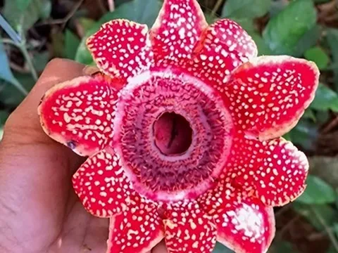 Phát hiện loài hoa quý hiếm Địa nhãn Himalaya trong rừng Phong Nha - Kẻ Bàng