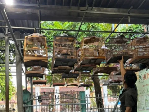Huế: Nhiều người mang chim cảnh tới quán cà phê đã không còn sợ... tịch thu