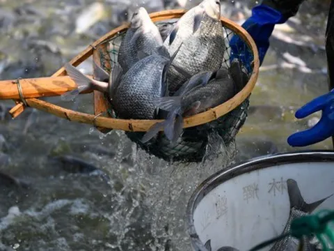 Loài cá rẻ tiền bán đầy chợ Việt bất ngờ được một quốc gia BRICS chi hàng triệu USD mua về, Mỹ cũng liên tục săn đón