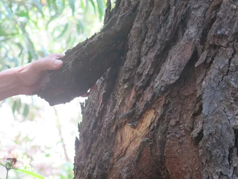 Việt Nam sở hữu "báu vật" cực kỳ quý hiếm, cả thế giới chỉ còn vỏn vẹn 13 cá thể