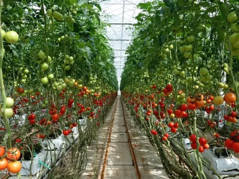 Ung thư rất “sợ” 6 loại thực phẩm này: dễ kiếm ở Việt Nam nhưng không phải ai cũng biết tận dụng