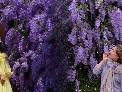 Không phải hoa sưa, cũng chẳng phải hoa ban trắng, tọa độ check in hoa mai xanh Thái đang được dân tình mê đắm