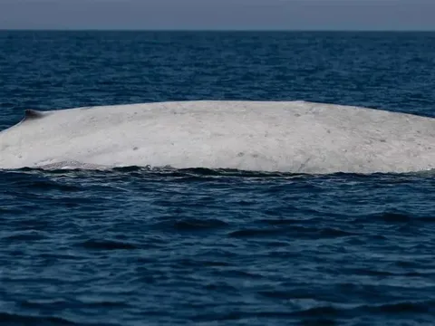 Ngư dân tưởng nhìn nhầm khi thấy sinh vật trắng toát giữa biển, chuyên gia xác nhận: Tỷ lệ chỉ 0,0025%