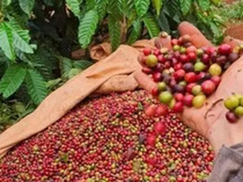 Nông sản Việt giữ đà tăng trưởng trong bối cảnh thương mại biến động