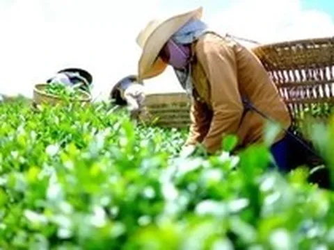 Xuất khẩu nông sản Việt 'ngấm đòn' chiến sự Trung Đông