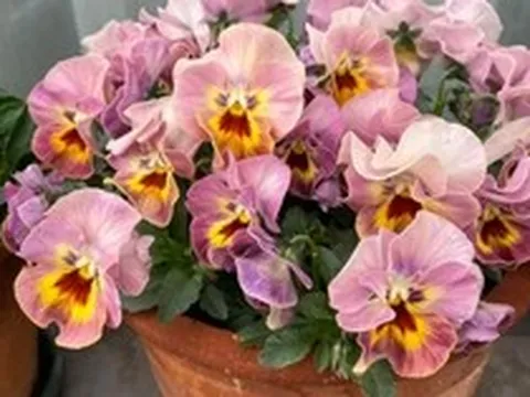 5 loài hoa nở 200 ngày mỗi năm, không biết mệt là gì: Đẹp hơn hoa hồng, thơm hơn mộc hương, chăm cực dễ