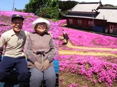 Cụ ông chăn bò ròng rã 2 năm trời trồng cánh đồng hoa để dành tặng người vợ mù