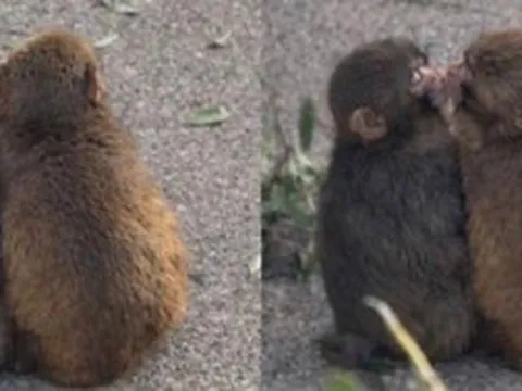 Đừng bao giờ tuyệt vọng: "Chú khỉ cô độc nhất thế giới" Punch vừa có bạn gái!