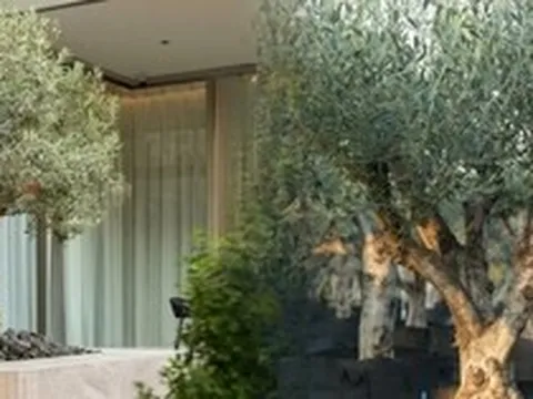 Giới nhà giàu đang mê mệt loại cây này: Không chỉ đẹp mà còn hút lộc, giá nhỉnh... sương sương vài tỷ đồng!