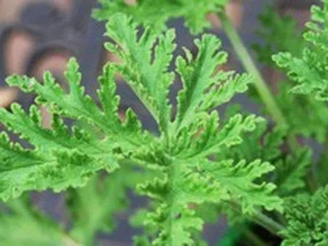 5 loại cây đuổi muỗi, nên trồng ngay trong nhà