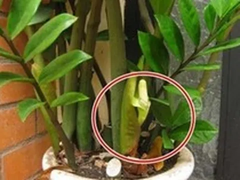 5 niềm vui, 4 nỗi lo khi trồng kim tiền trong nhà