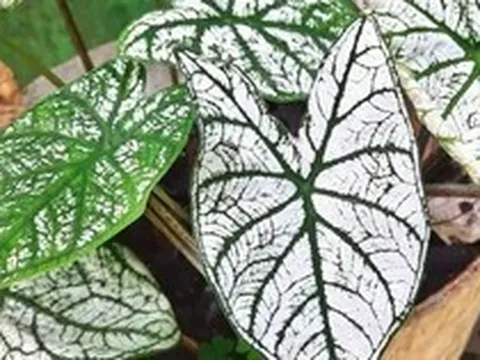 3 loại cây người trên 40 tuổi không nên trồng