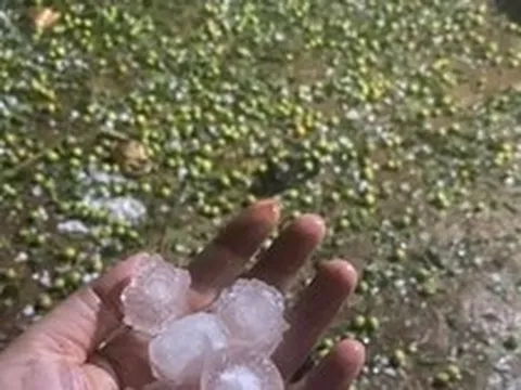 Mưa đá 'tàn phá' hàng trăm ha mận, táo ở Sơn La