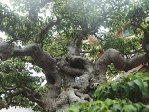 3 loài cây quen thuộc dễ trồng nhưng ông bà tuyệt đối cấm để phòng khách: Khôn ngoan thì luôn ghi nhớ