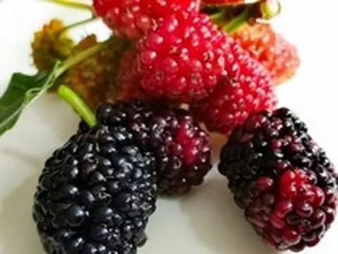 4 loại trái cây người Việt ăn hàng ngày giúp bồi bổ máu nuôi dưỡng gan, chợ bán giá rất rẻ